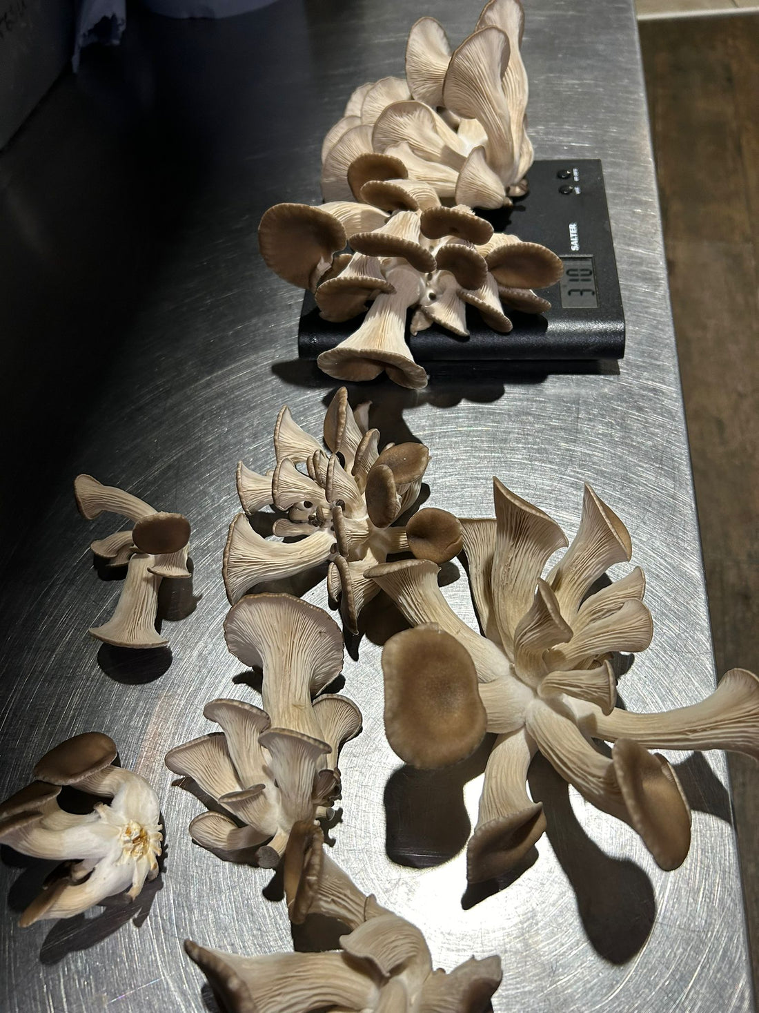 Sustainable luxury mushroom growing at The Foundry Brew Pub